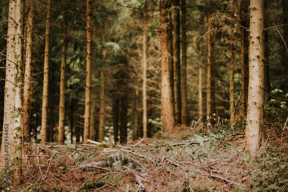 Fresh forest in early spring, nature background Fresh forest in early spring, nature background