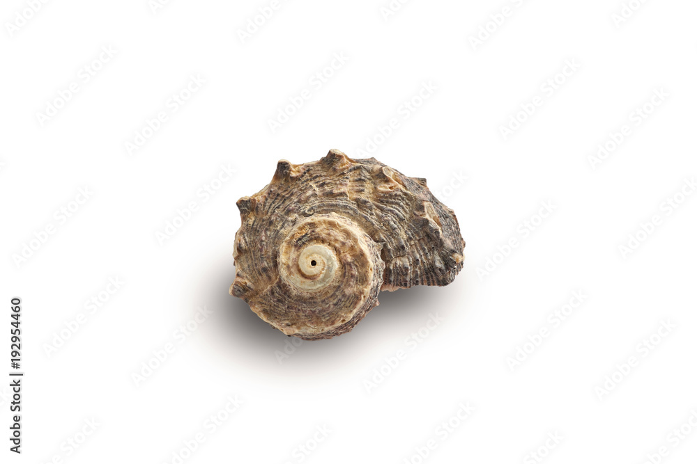 Seashell isolated on a white background. Seashell isolated on a white background.
