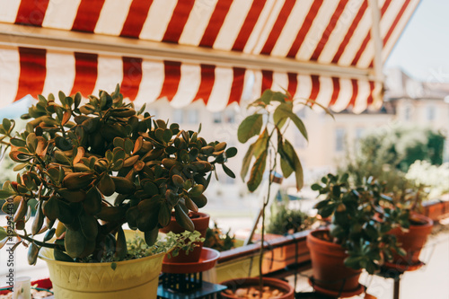 Summer balcony with many green plants growing in pots