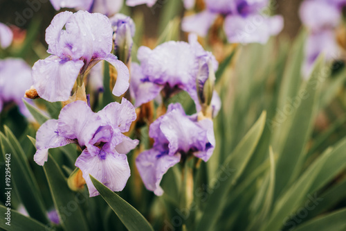 Fototapeta Naklejka Na Ścianę i Meble -  Violet iris flower growing in nature, summer seasonal floral background