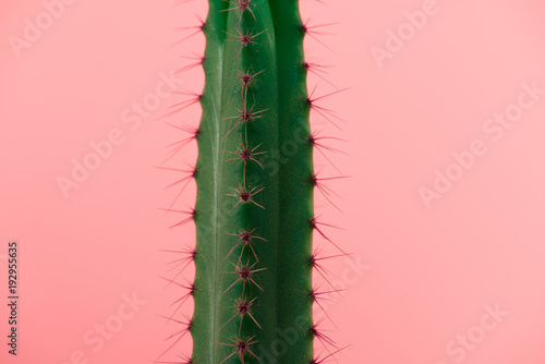 close-up view of beautiful green cactus with thorns isolated on pink