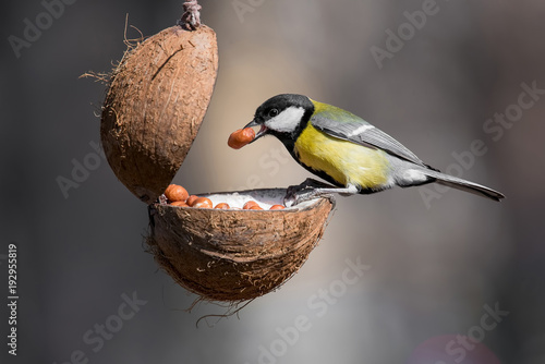 Parus major, (Great tit), taking nuts from bird feeder with copy space © popovj2