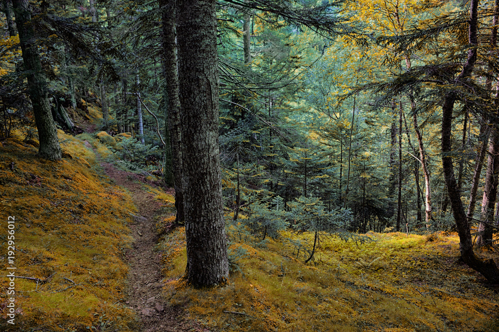 Bosque en el parque natural del Alto Pirineo Bosque en el parque natural del Alto Pirineo