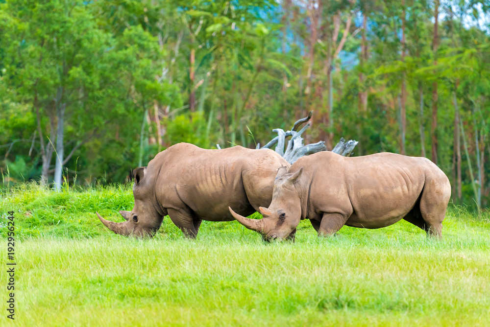 Southern white rhinoceros, endangered African native animals Southern white rhinoceros, endangered African native animals