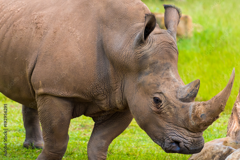 Portrait of Southern white rhino, endangered African native animal Portrait of Southern white rhino, endangered African native animal