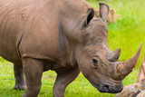 Portrait of Southern white rhino, endangered African native animal