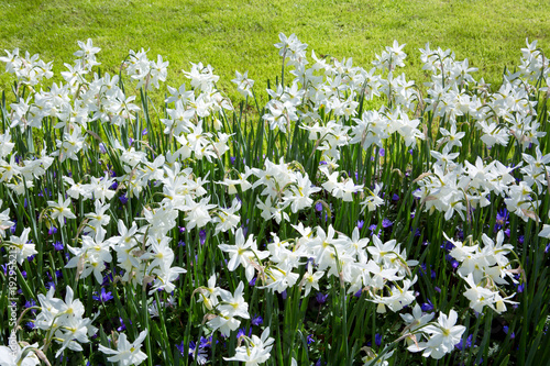 White Daffodils in the garden.