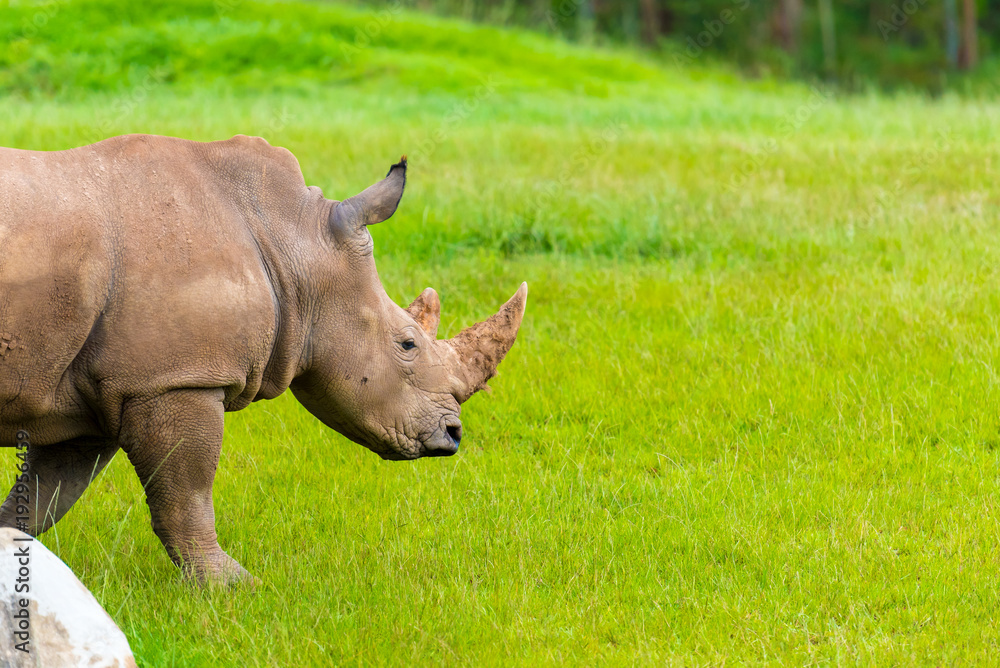 Fototapeta premium Portrait of Southern white rhino, endangered African native animal