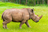 Portrait of Southern white rhino, endangered African native animal
