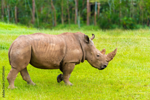 Portrait of Southern white rhino  endangered African native animal