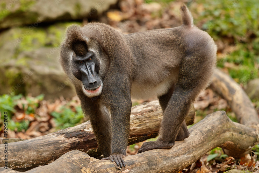 foto-de-drill-monkey-mandrillus-leucophaeus-resting-in-the-nature