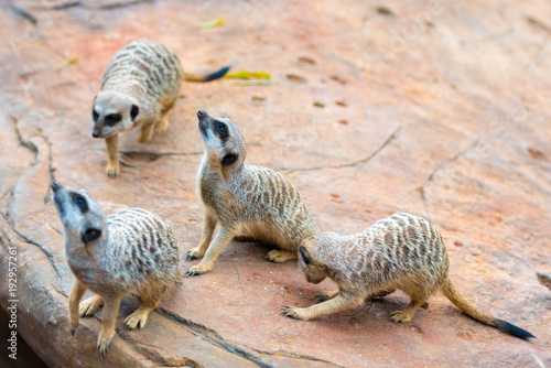 Clan of Meerkats Suricata suricatta, African native animals, small carnivore belonging to the mongoose family © stanciuc