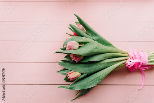 Beautiful pion-shaped tulips on a pink background