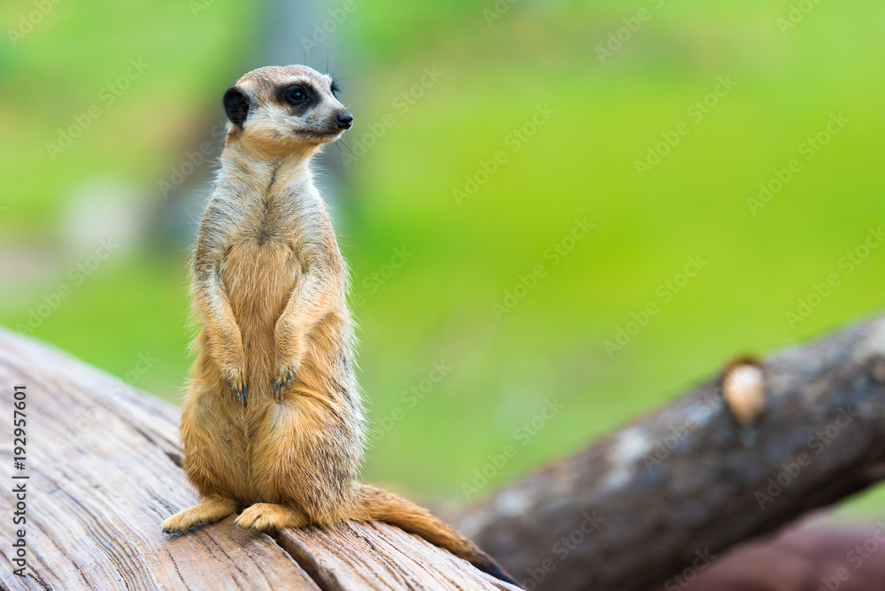 Portrait of Meerkat Suricata suricatta, African native animal, small carnivore belonging to the mongoose family