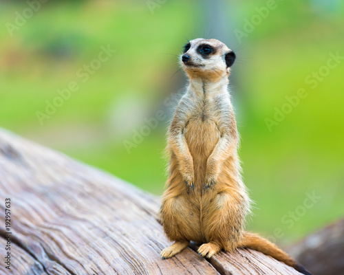 Portrait of Meerkat Suricata suricatta, African native animal, small carnivore belonging to the mongoose family