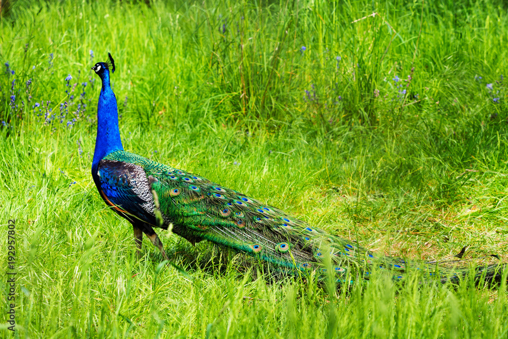 Naklejka premium Beautiful Peacock