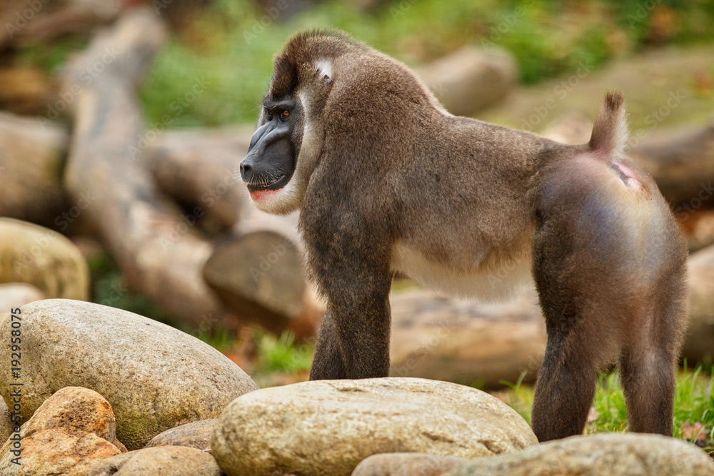 Naklejka premium Drill monkey, Mandrillus leucophaeus, resting in the nature habitat area. Beautiful and critically endangered species in action. Dril in nature habitat. Beautiful wild animal in captivity.