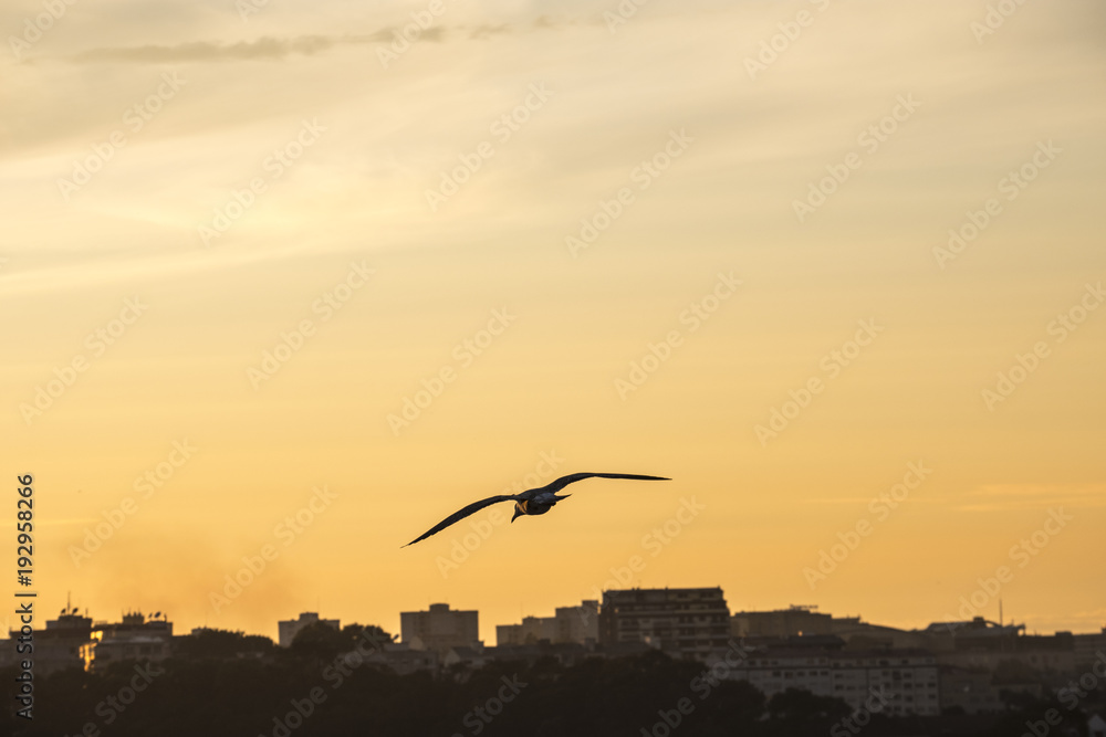 Seagull flying over the city of Porto during sunset Seagull flying over the city of Porto during sunset