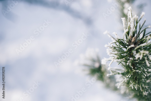 Christmas tree branches in the snow on a winter sunny day