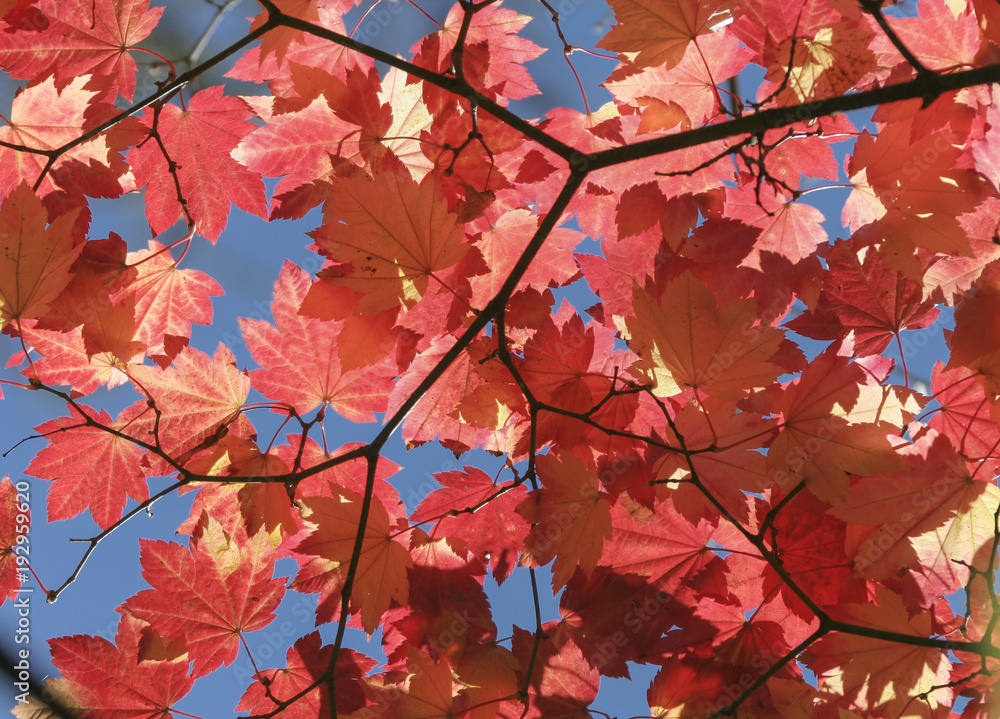 Autumn Acer Autumn Acer