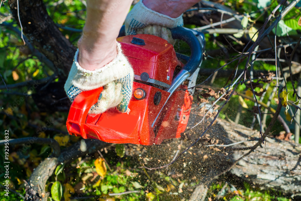 Fototapeta premium A man with a chainsaw is sawing a tree on a plot (cherry)