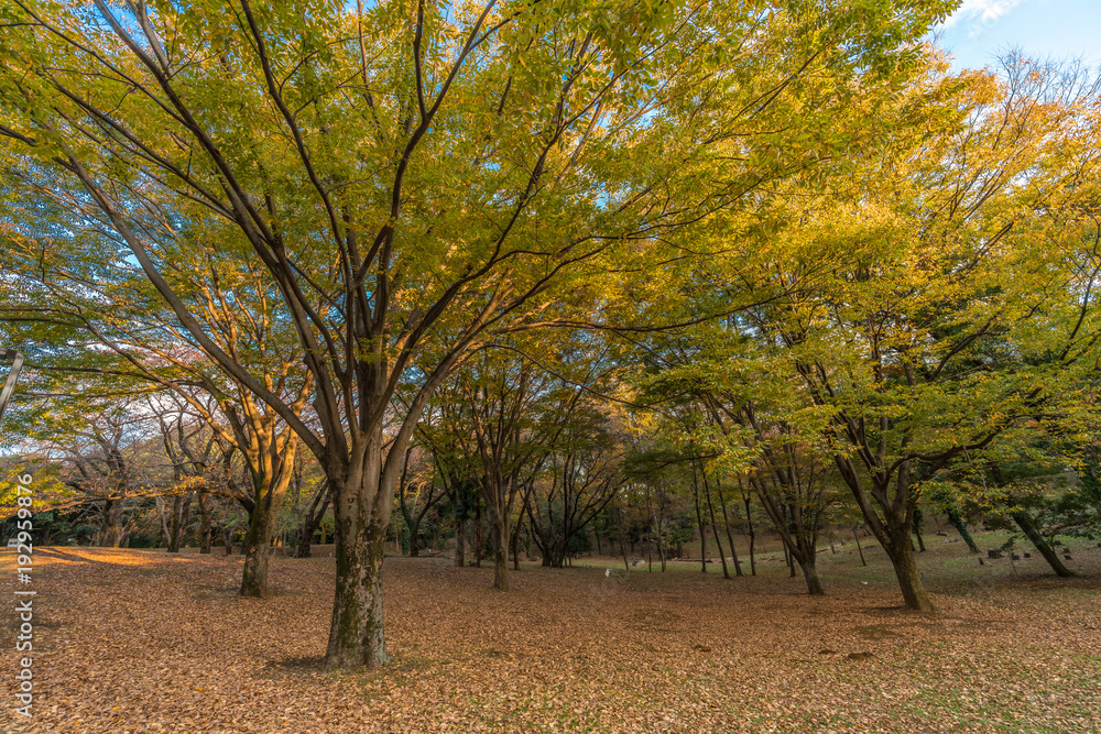 Autumn colors, Fall foliage carpet sunset time at Yoyogi Park in Shibuya ward, Tokyo, Japan Autumn colors, Fall foliage carpet sunset time at Yoyogi Park in Shibuya ward, Tokyo, Japan