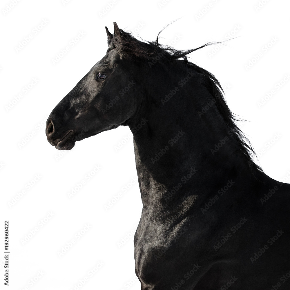 Portrait of a black friesian horse on white background isolated	