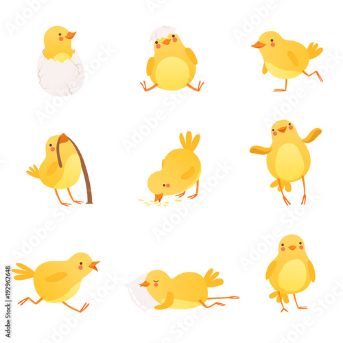 Set of funny yellow chicken in various situations. Cartoon character of little farm bird. Isolated flat vector design for postcard, sticker or children s book