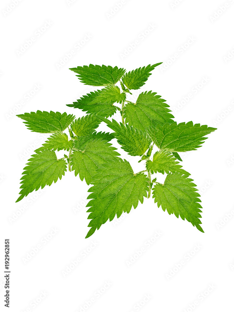 Stinging nettles isolated on white background Stinging nettles isolated on white background