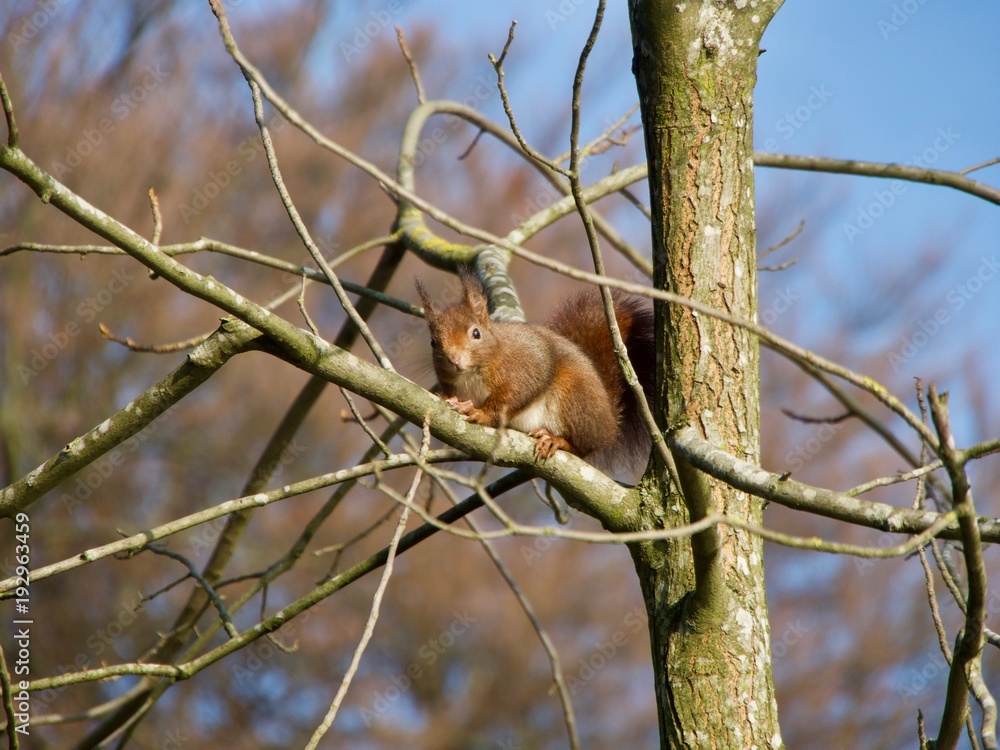 Obraz premium Ecureuil