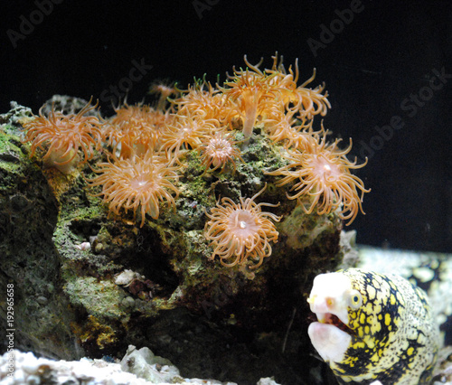 Foto Eel Hanging Beside a Rock Covered with Sea Anemones