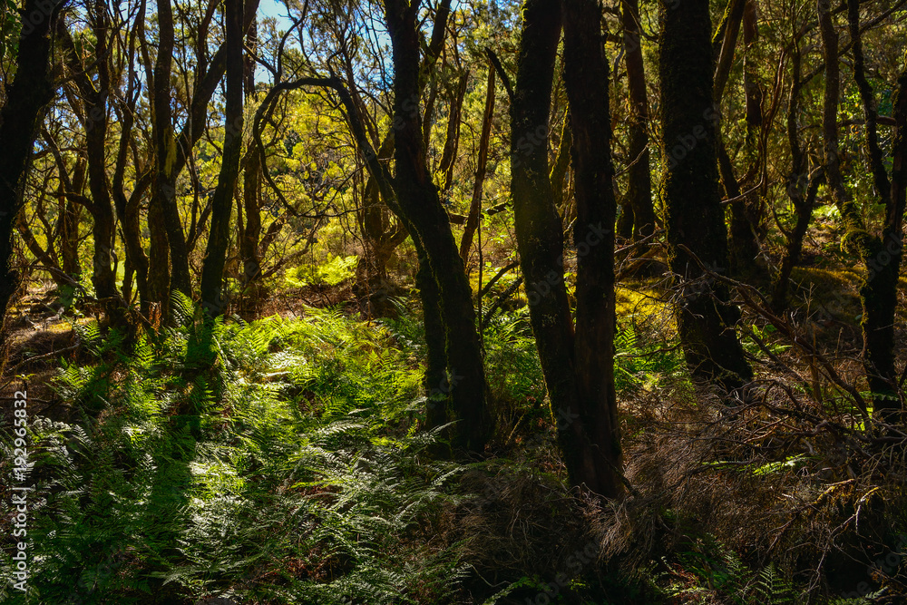 Obraz premium spain gomera island bosque del cedro