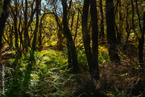 spain gomera island bosque del cedro © LUC KOHNEN