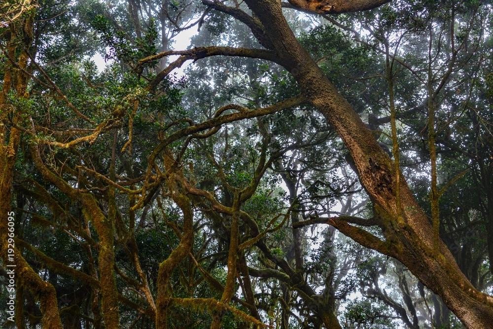 Fototapeta premium Spain Gomera island fog forest bosque del cedro