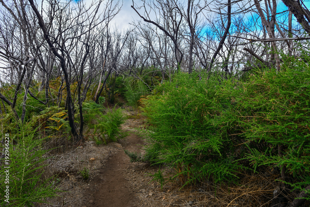 Spain Gomera island garajonay burned forest Spain Gomera island garajonay burned forest