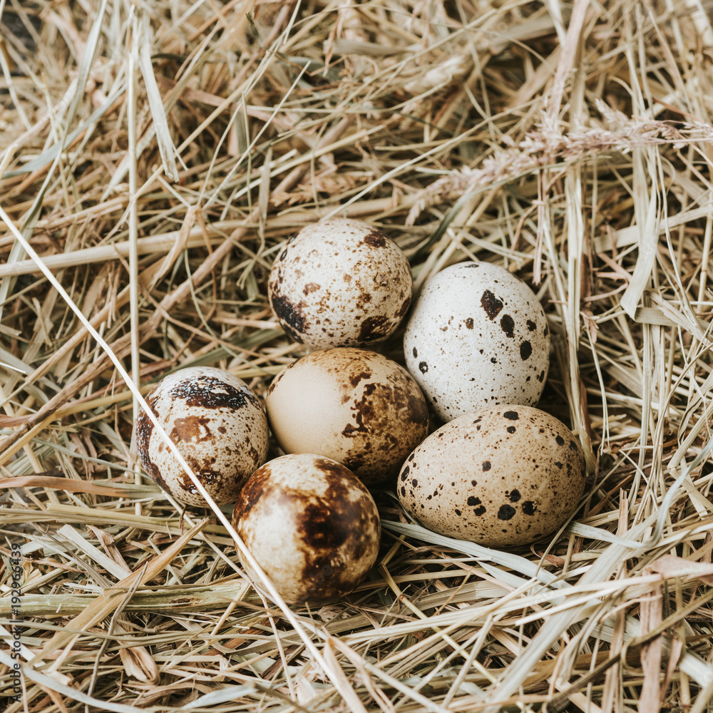 quail eggs laying on straw close to each other quail eggs laying on straw close to each other