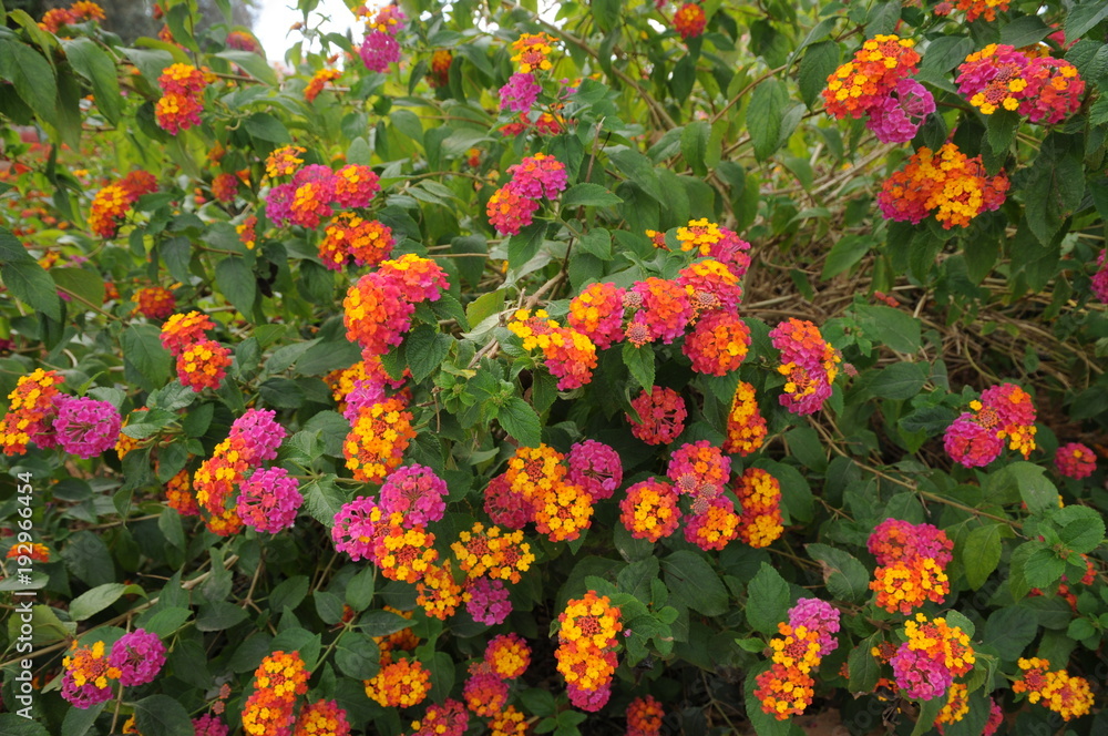 Pink orange and yellow flowers