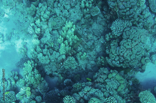 The bottom of the red sea with corals
