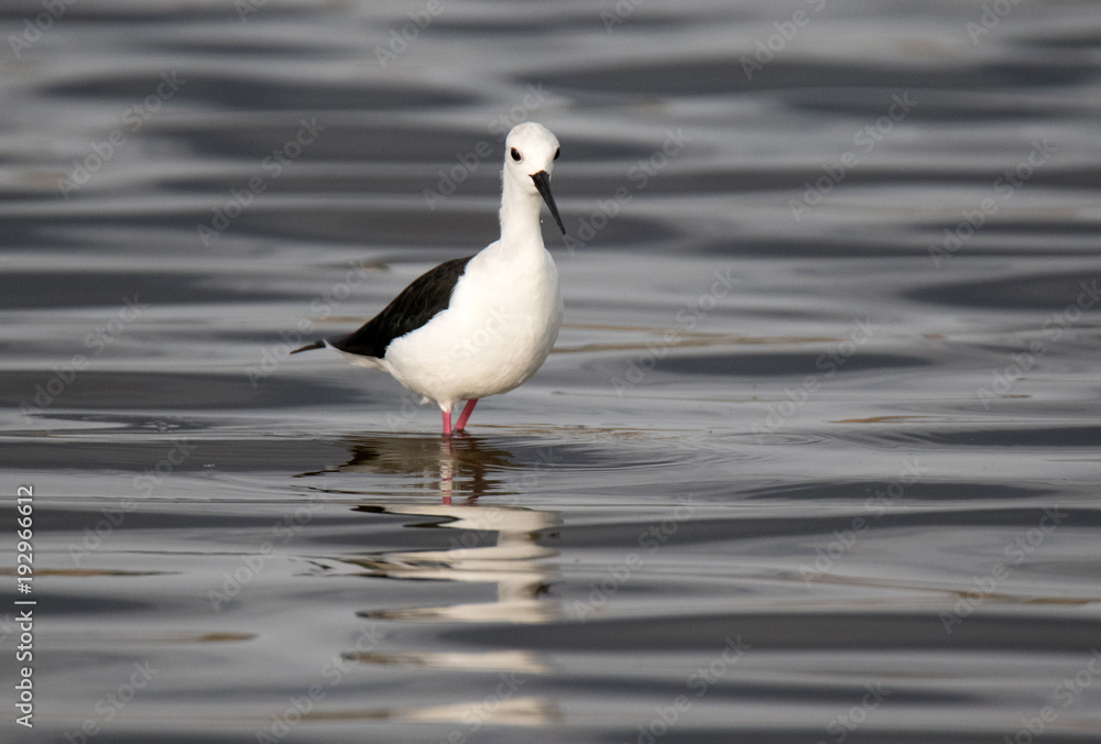 Black-winged stilt Black-winged stilt