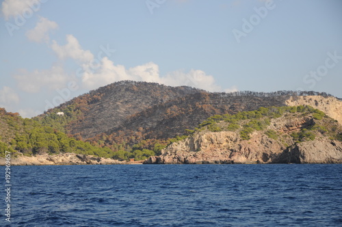 Burned Pine forest after fire in Ibiza