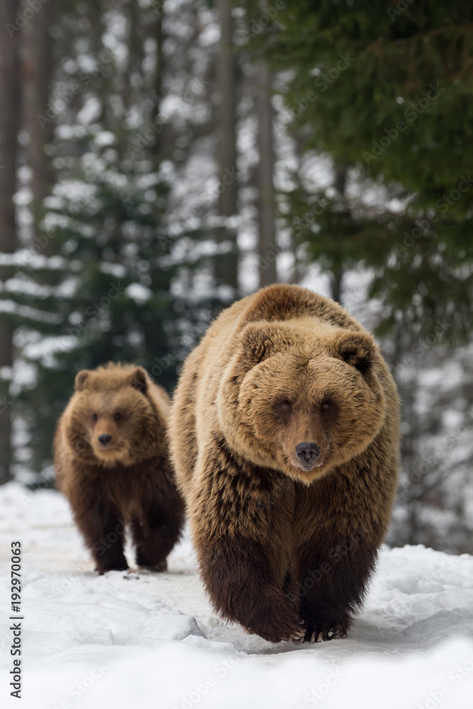 Fototapeta premium Niedźwiedź rodzinny w zimowym lesie