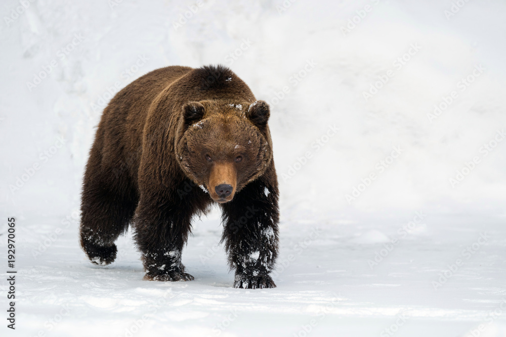 Fototapeta premium Dziki niedźwiedź brunatny w zimowym lesie