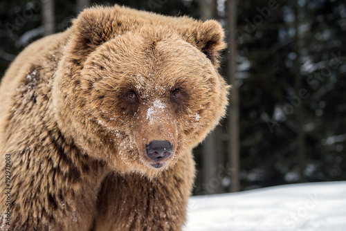 Brown bear portrait