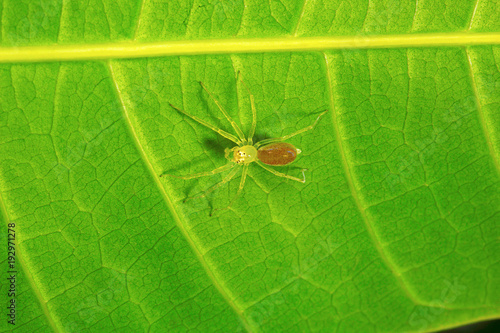 Jumping spider , Salticidae , Aarey Milk Colony , INDIA photo