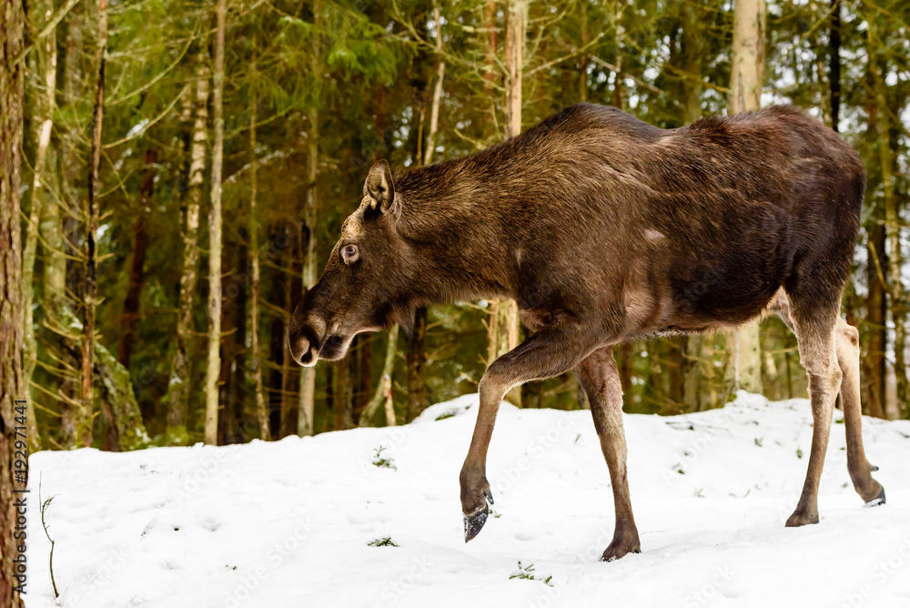 Moose (Alces alces) female walking on a wintry slope in the forest. Moose (Alces alces) female walking on a wintry slope in the forest.