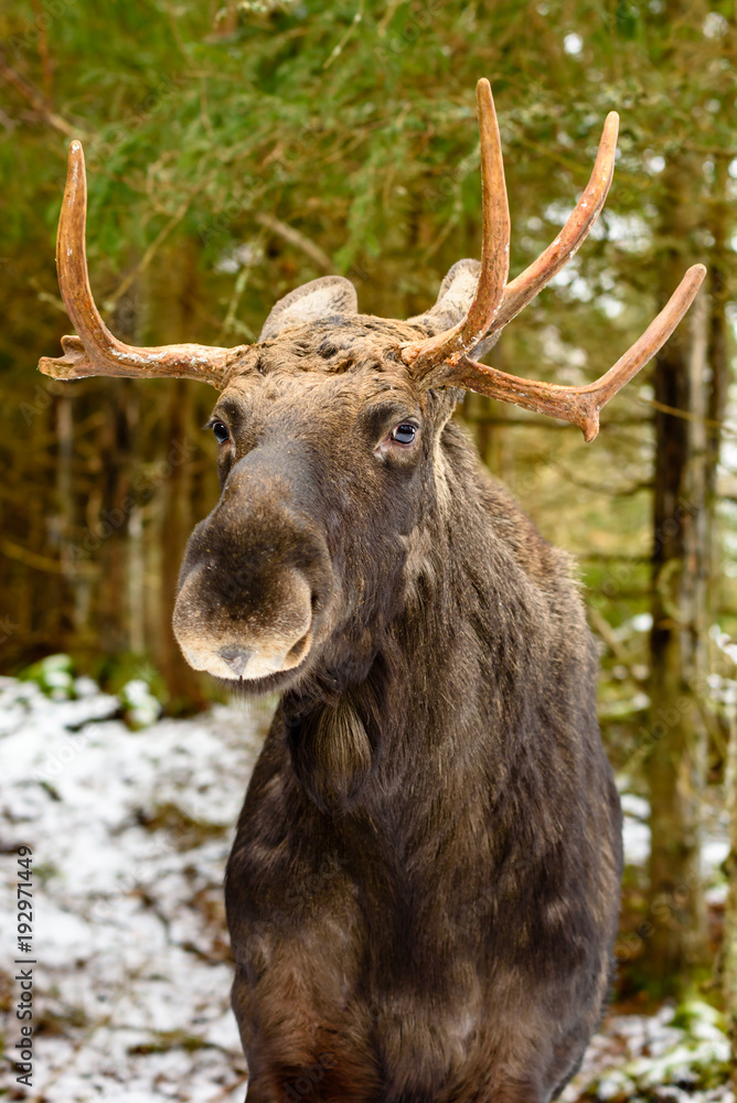 Moose (Alces alces) bull seen from the front standing in winter forest. Moose (Alces alces) bull seen from the front standing in winter forest.