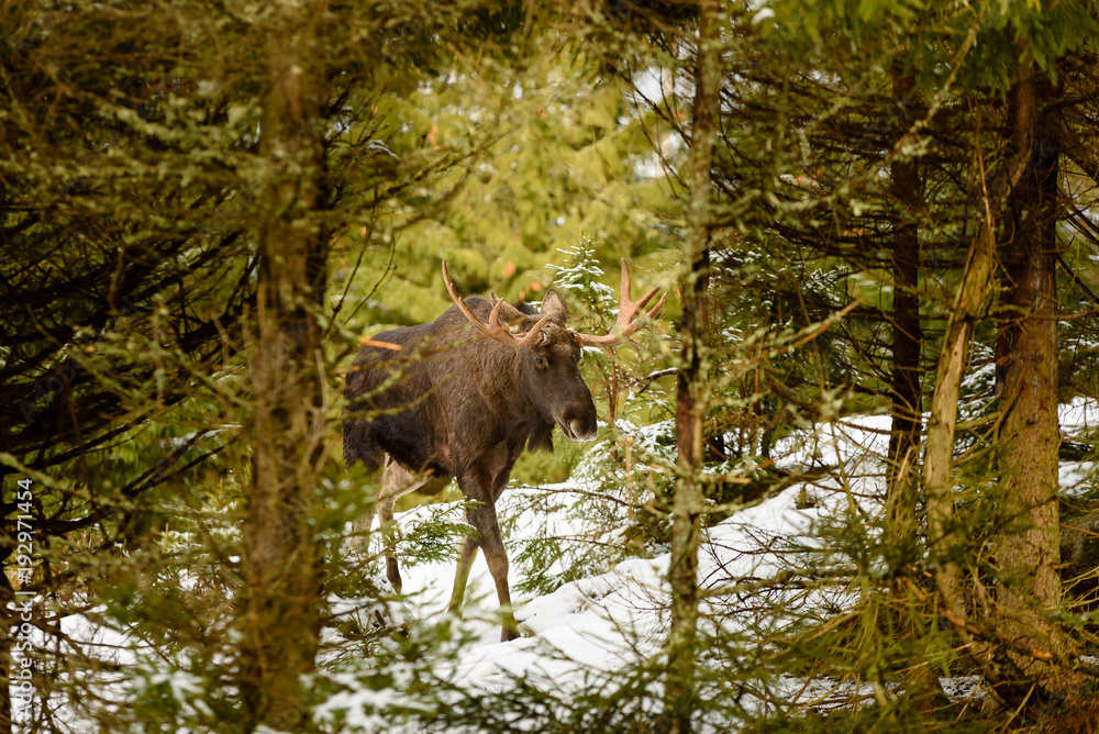 Moose (Alces alces) bull walking in coniferous forest. Animal framed by dense vegetation and seen through an opening in the forest. Snow on the ground. Moose (Alces alces) bull walking in coniferous forest. Animal framed by dense vegetation and seen through an opening in the forest. Snow on the ground.