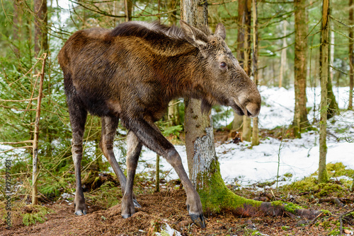 Moose (Alces alces) yearling walking the forest by itself, probably having just been chased of by the pregnant mother.
