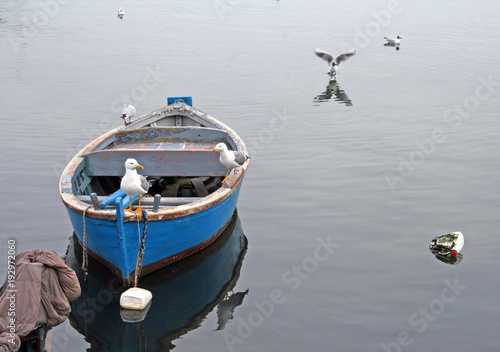 Old wooden boat anchored with seagulls on the very calm water and background © Michele Ursi