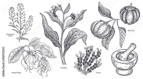 Set of imedical plants, flowers and herbs.